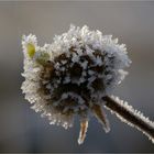 Kleeblüte im Winter