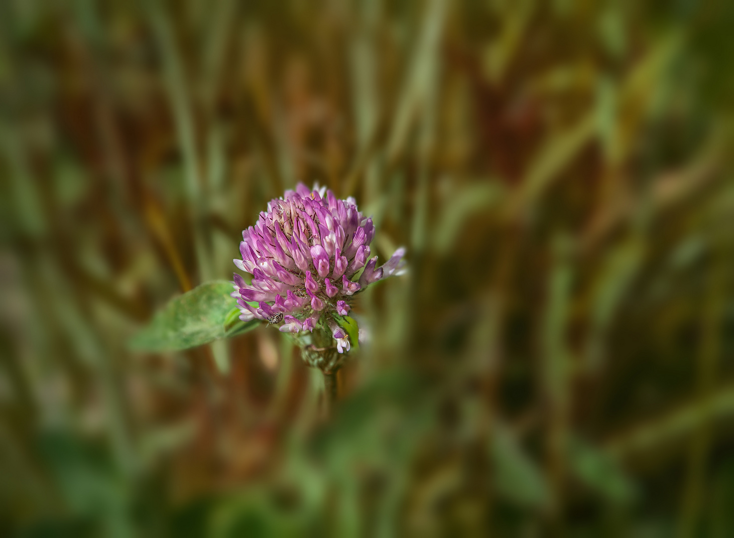 Kleeblüte in voller Pracht