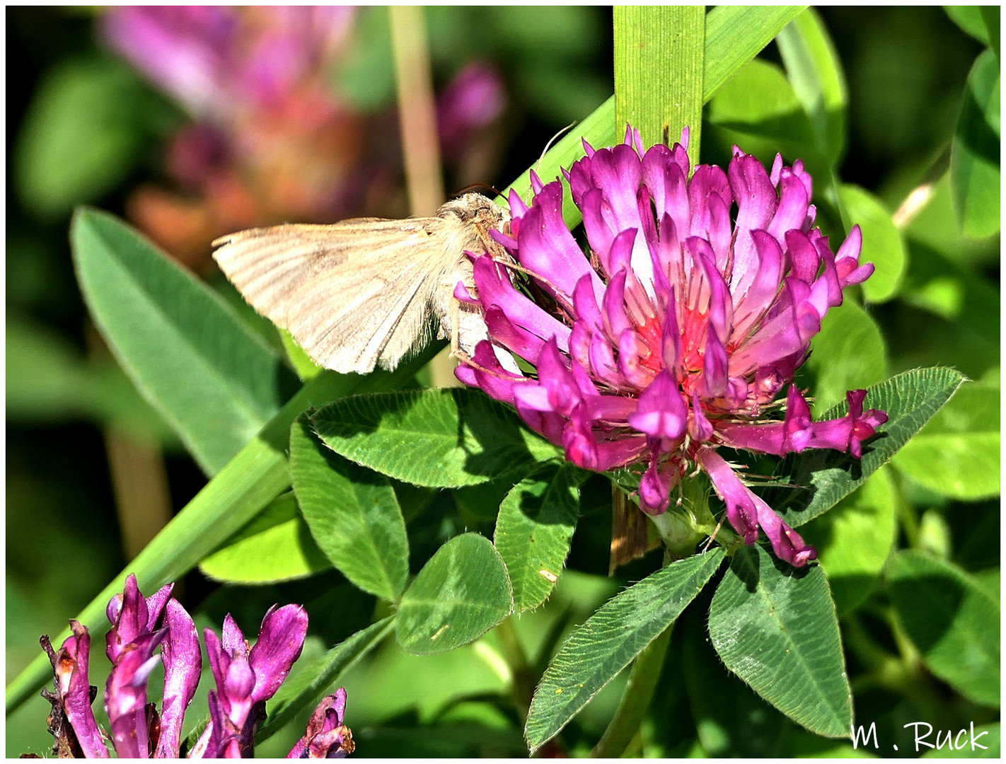 Kleeblüte mit einem Besucher !