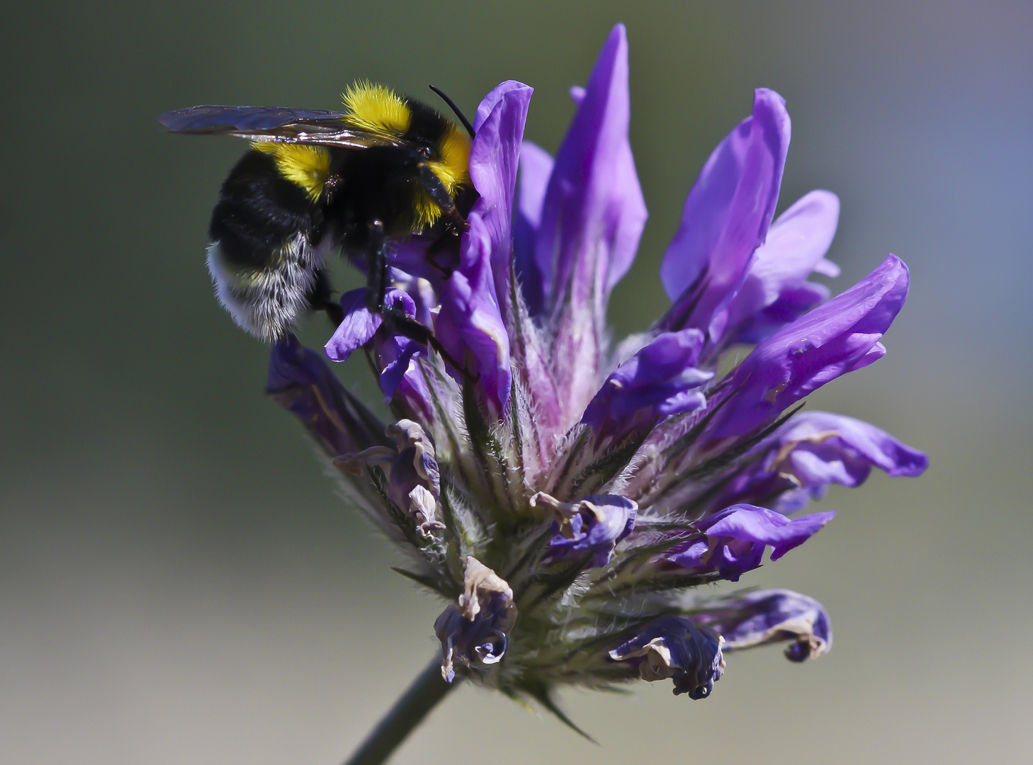 Kleeblüte mit Hummel