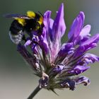 Kleeblüte mit Hummel