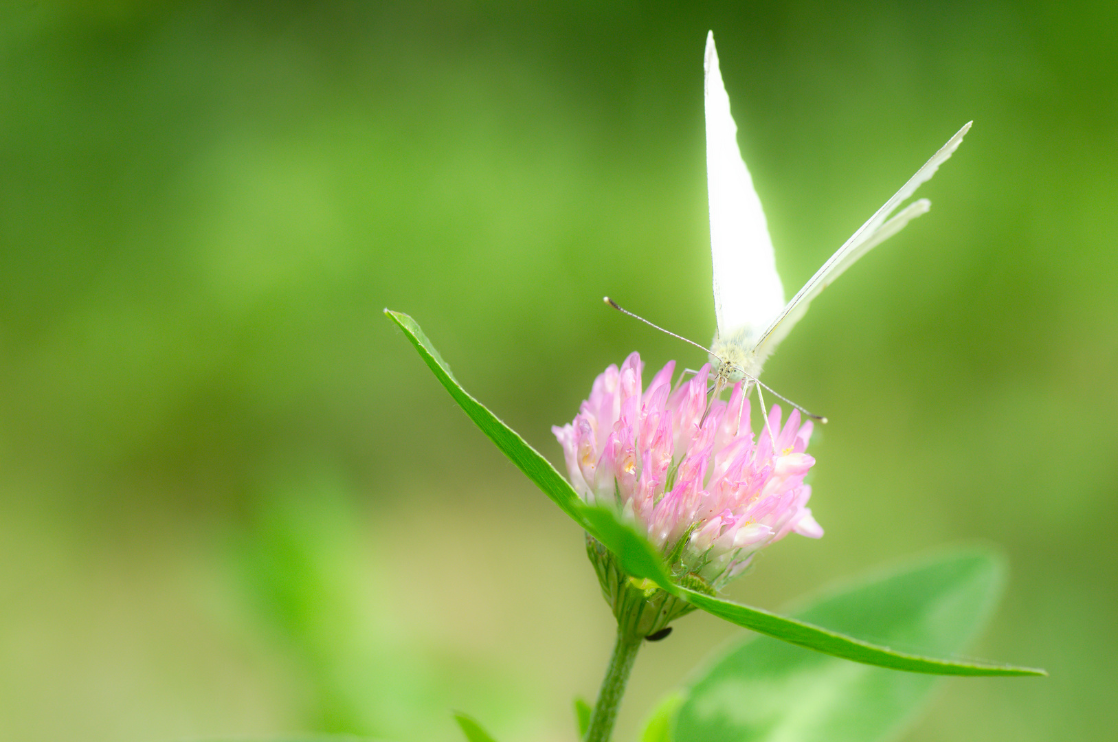 Kleeblüte und Schmetterling