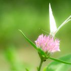 Kleeblüte und Schmetterling