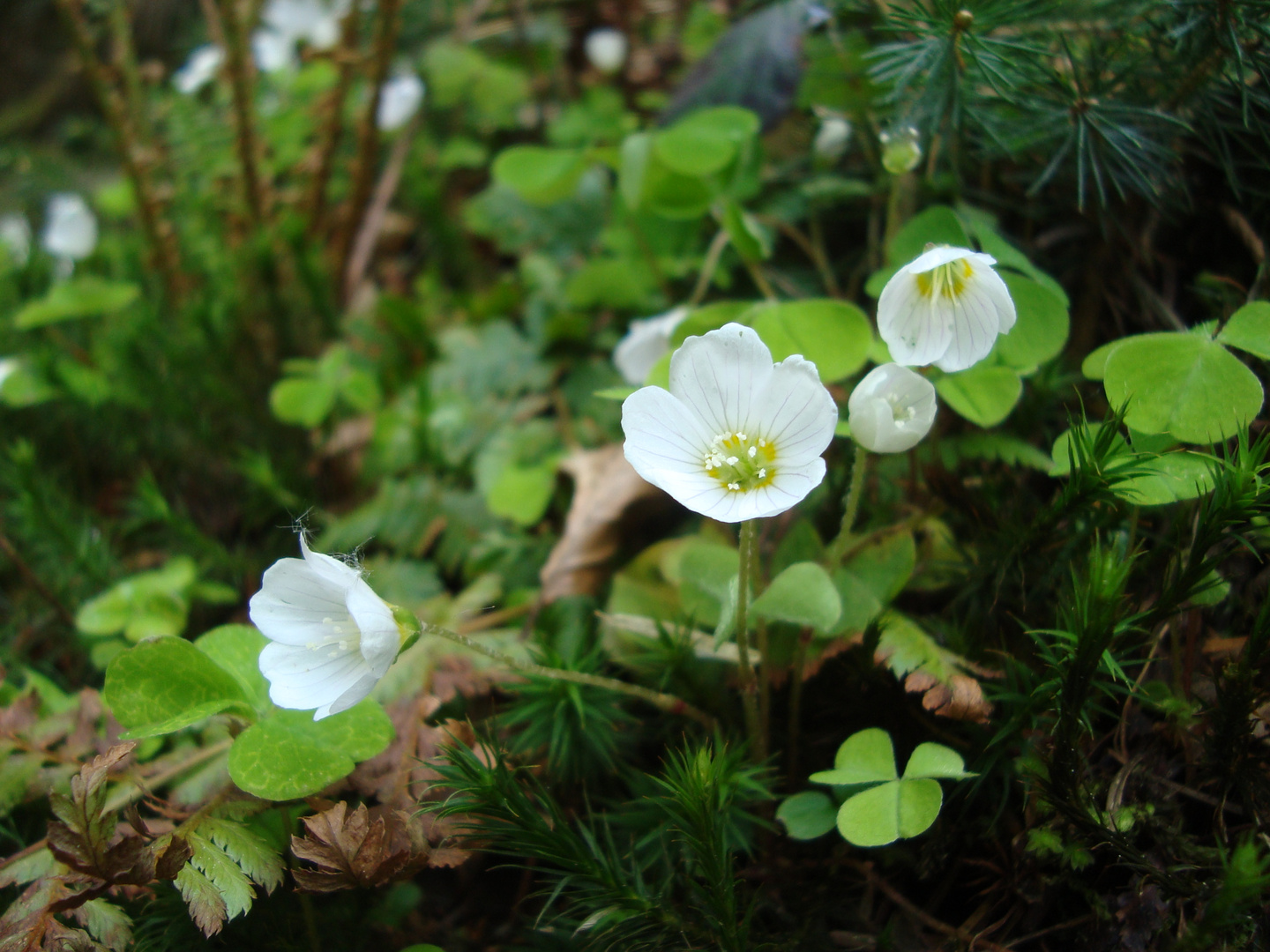 Kleeblüte vor Moos