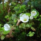 Kleeblüte vor Moos