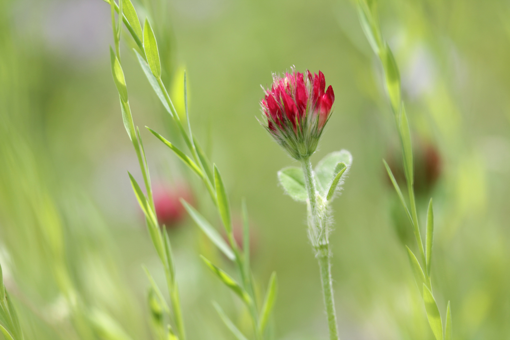 Kleeblüten