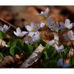 Kleeblüten im Bienwald...