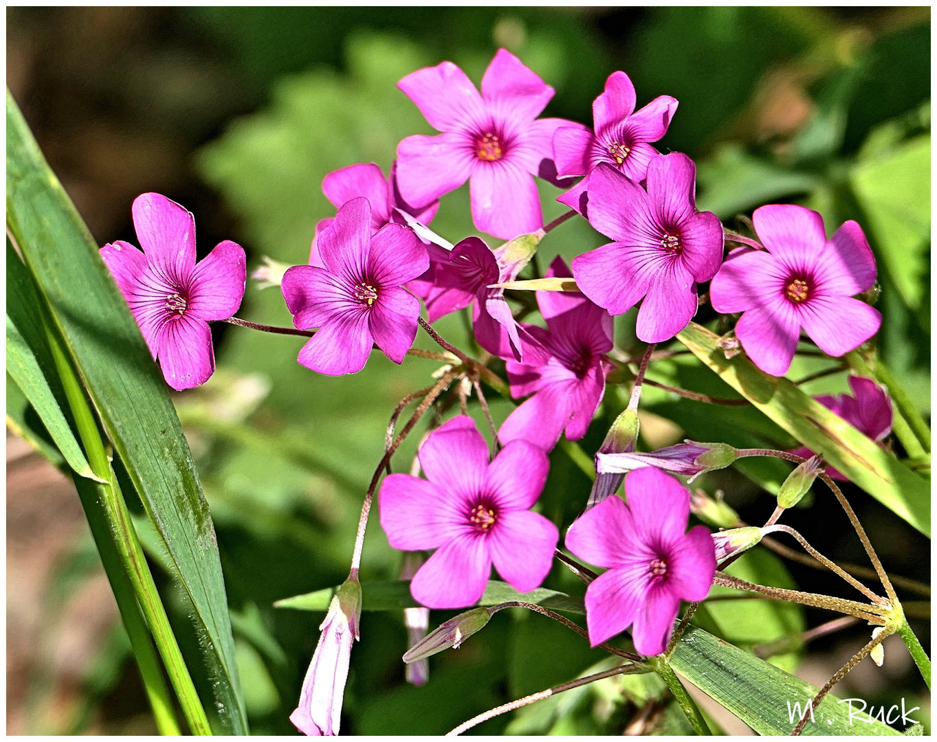 Kleeblüten im Garten !