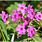 Kleeblüten im Garten !