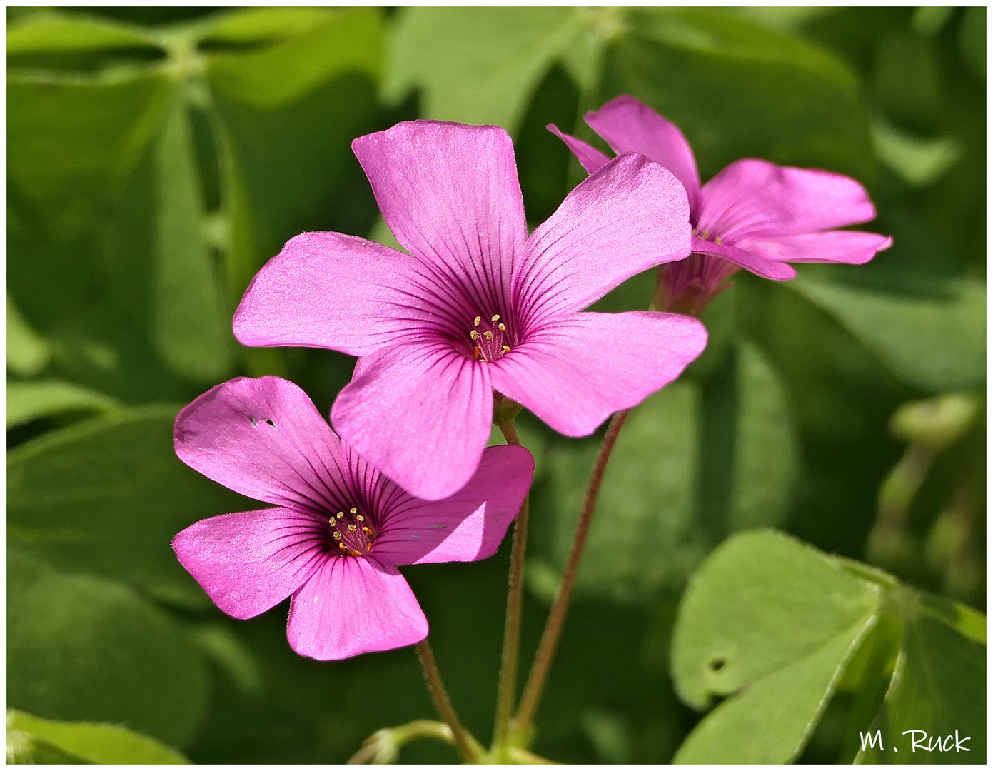 Kleeblüten im Lichte ,