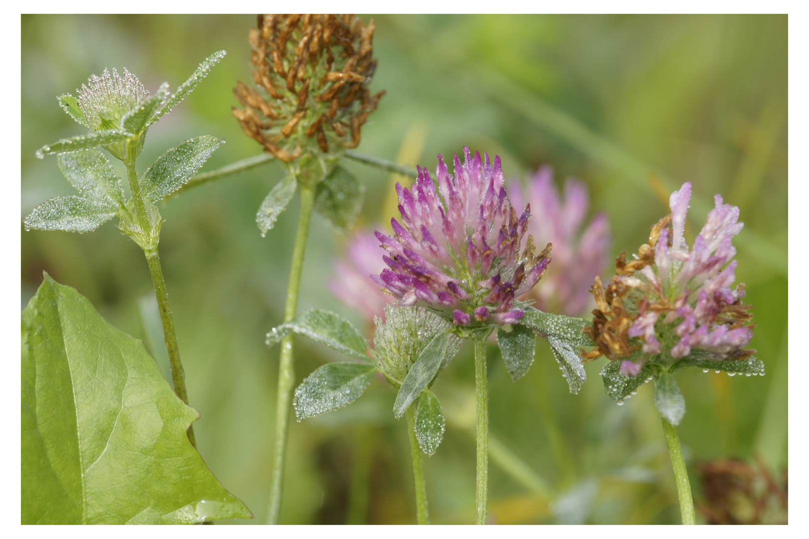 Kleeblüten im Morgentau