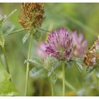 Kleeblüten im Morgentau