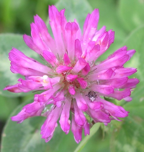 Kleeblume mit Käfer