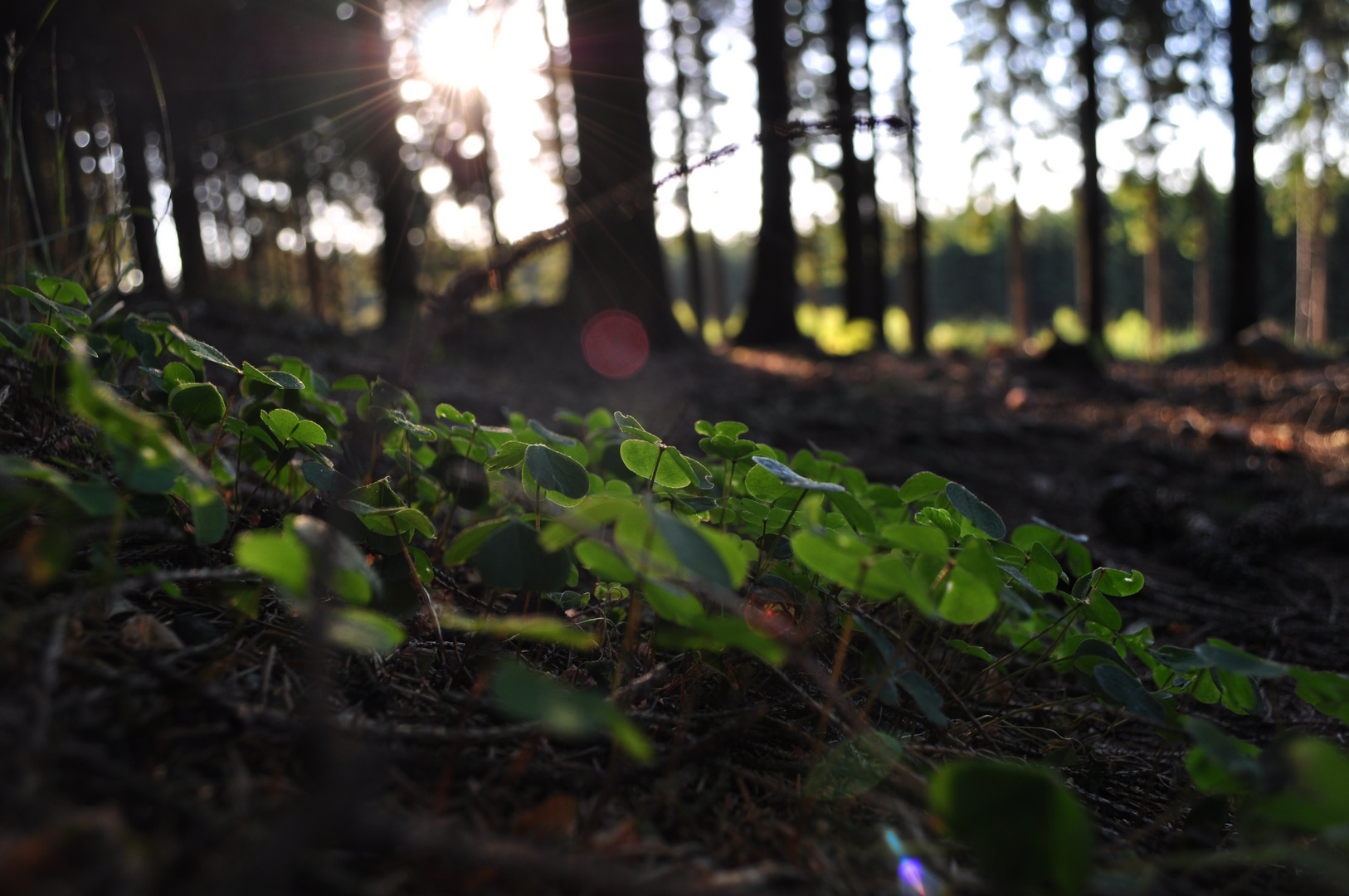 Kleen Wald