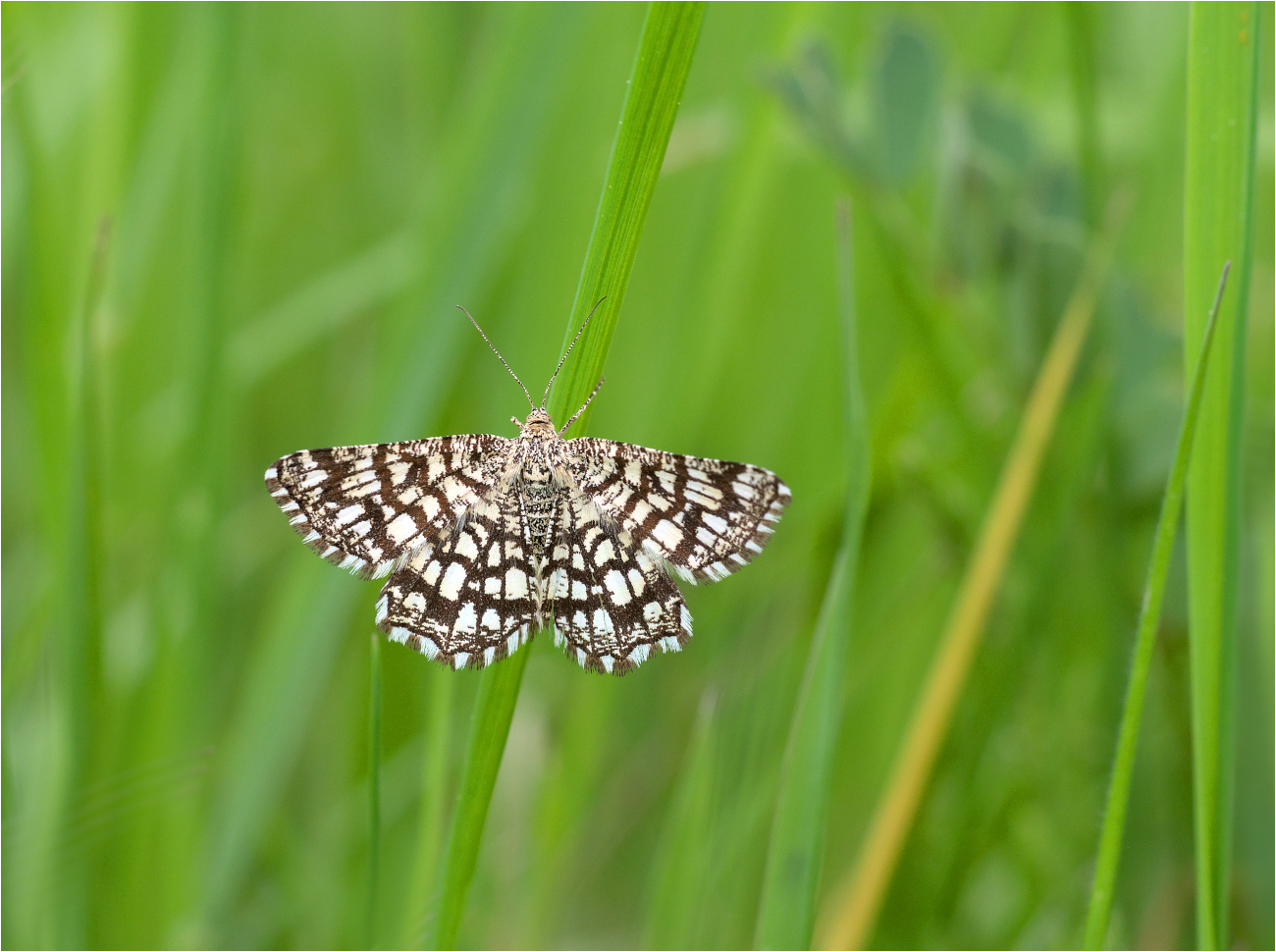 Kleespanner (Chiasmia clathrata)