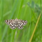 Kleespanner (Chiasmia clathrata)