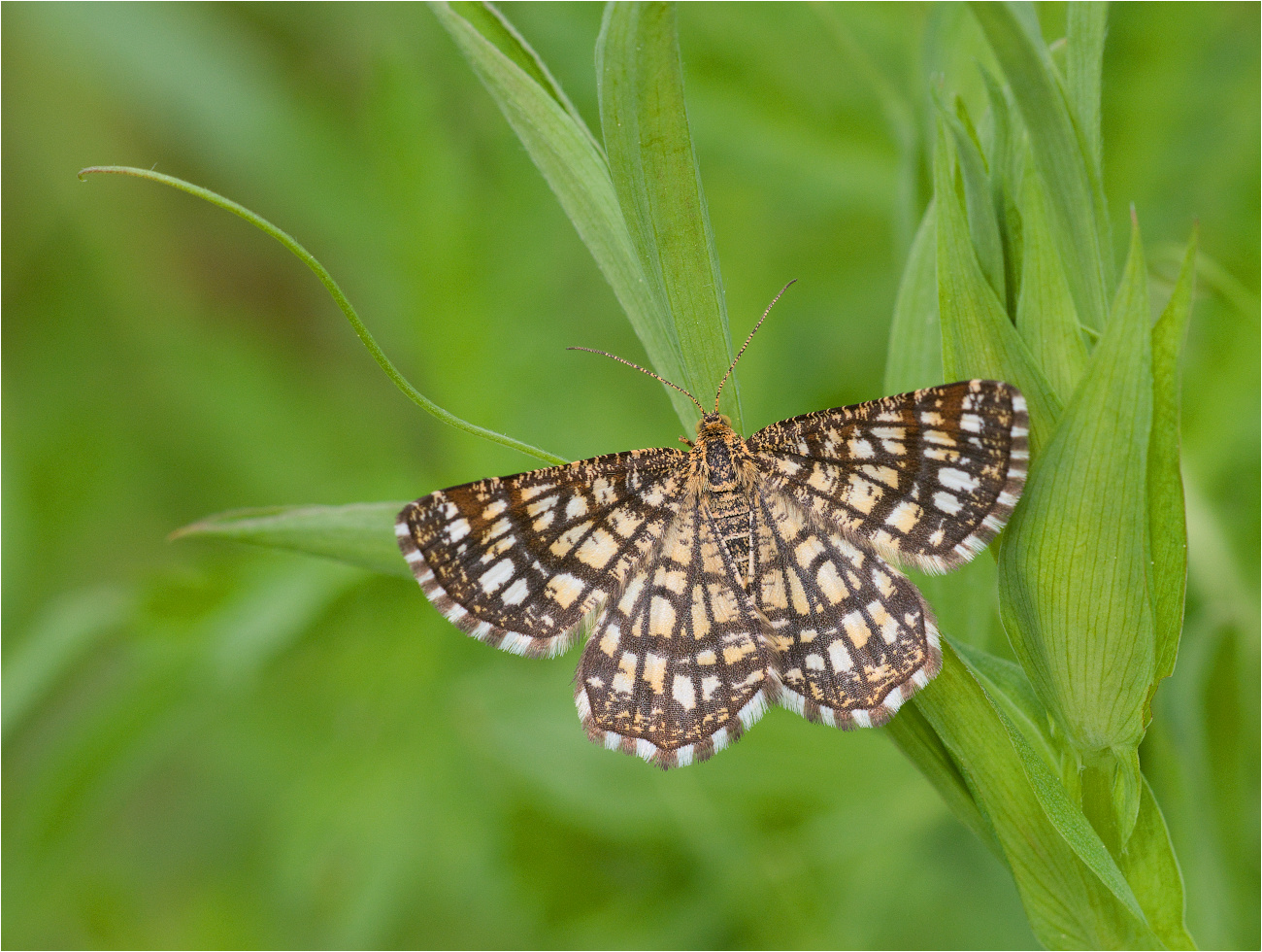 Kleespanner (Chiasmia clathrata)