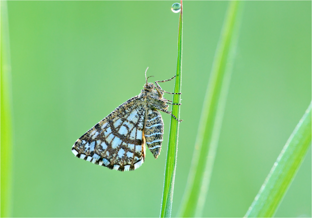 Kleespanner oder Gitterspanner (Chiasmia clathrata)