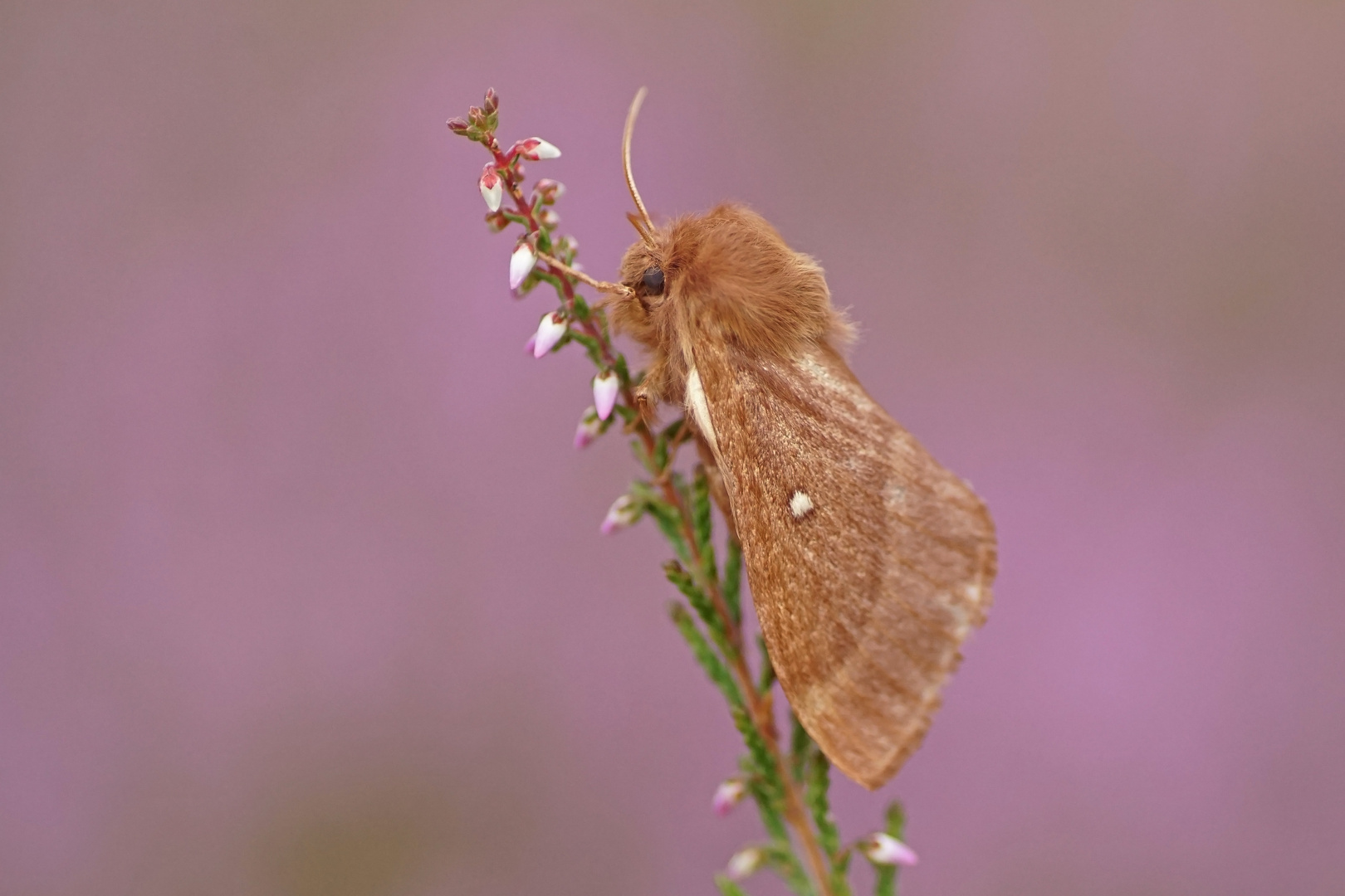 Kleespinner (Lasiocampa trifolii), Weibchen