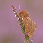 Kleespinner (Lasiocampa trifolii), Weibchen