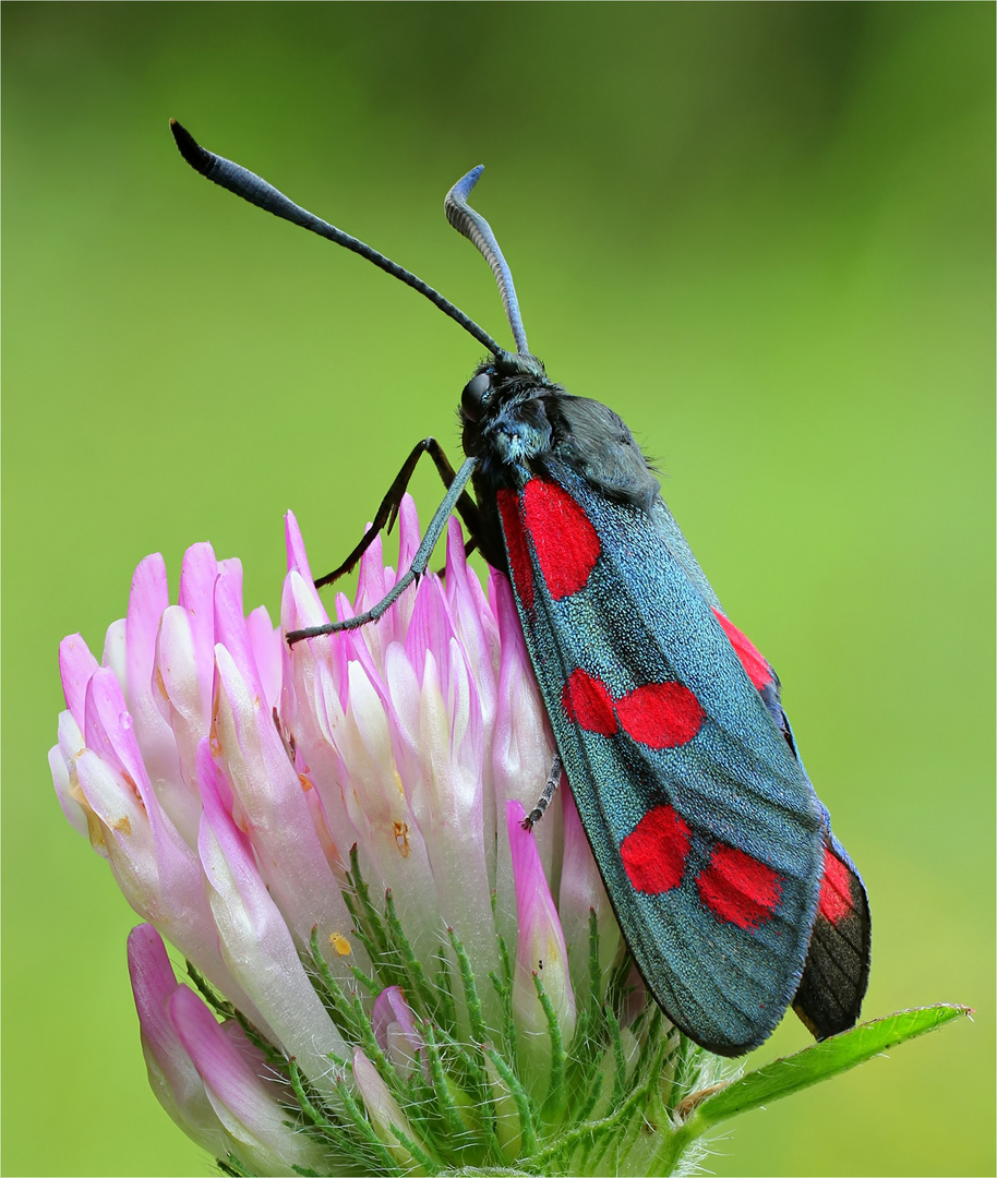 Kleewidderchen (Zygaena lonicerae)