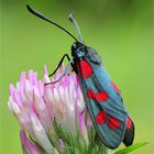 Kleewidderchen (Zygaena lonicerae)