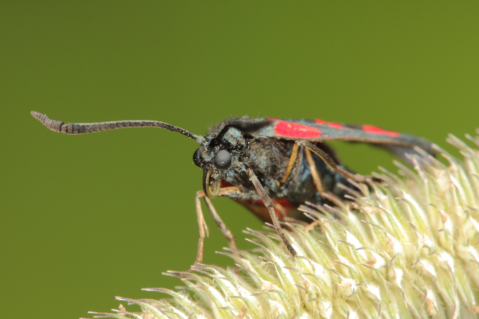 Kleewidderchen (Zygaena trifolii)