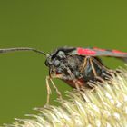 Kleewidderchen (Zygaena trifolii)