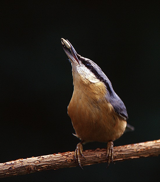 Kleiber by Willi Schmitz