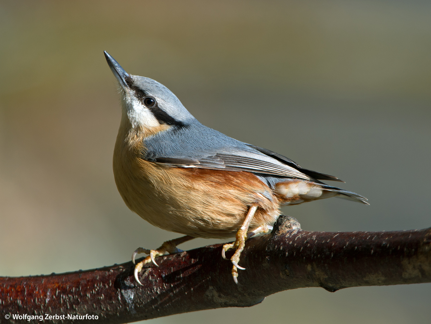 --- Kleiber 1 ---   (Sitta europaea )