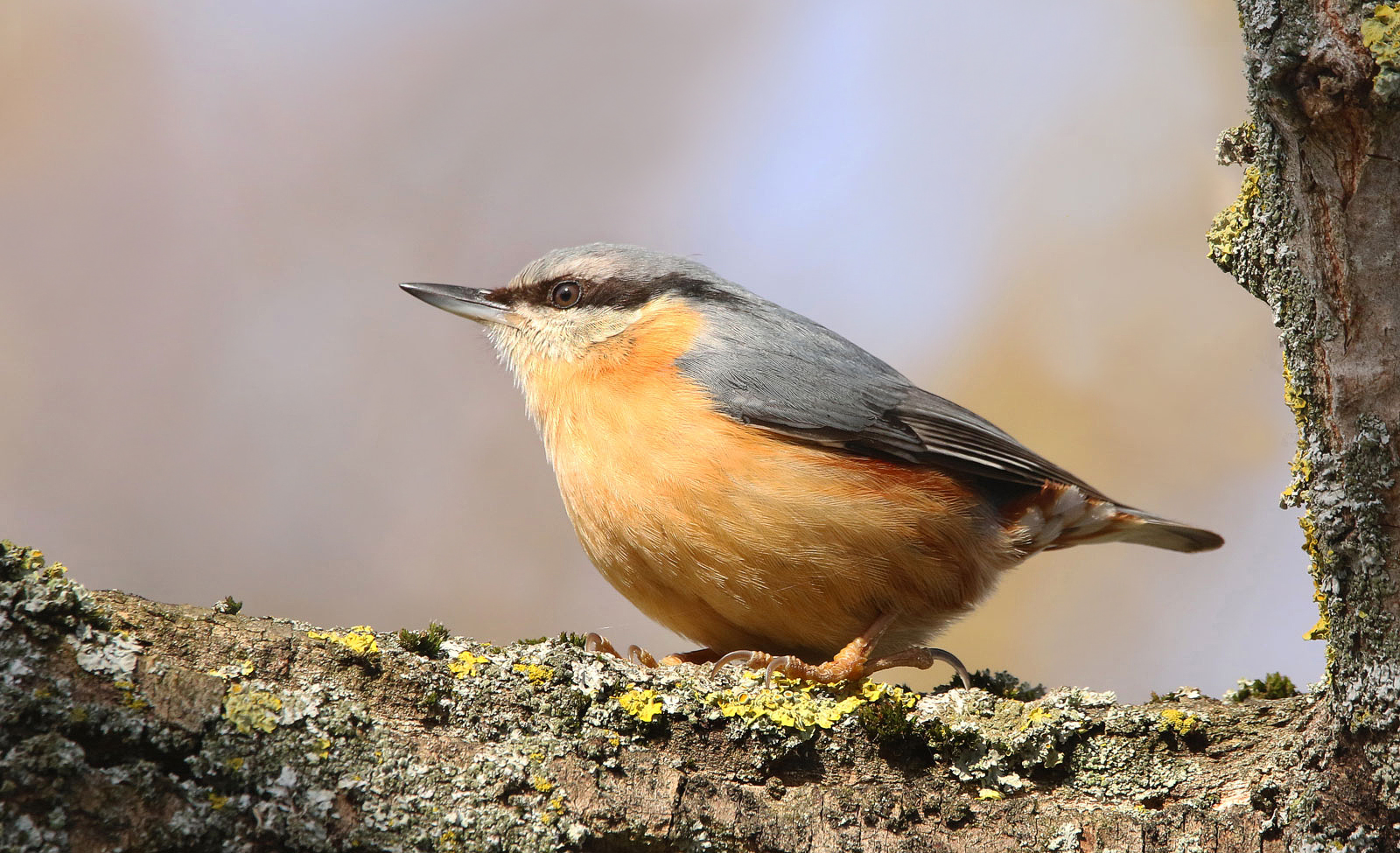 Kleiber Foto & Bild | tiere, wildlife, wild lebende vögel Bilder auf ...