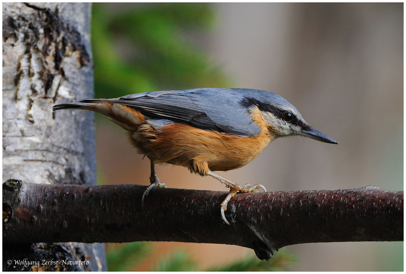 --- Kleiber 2. --- ( Sitta meuropaea )