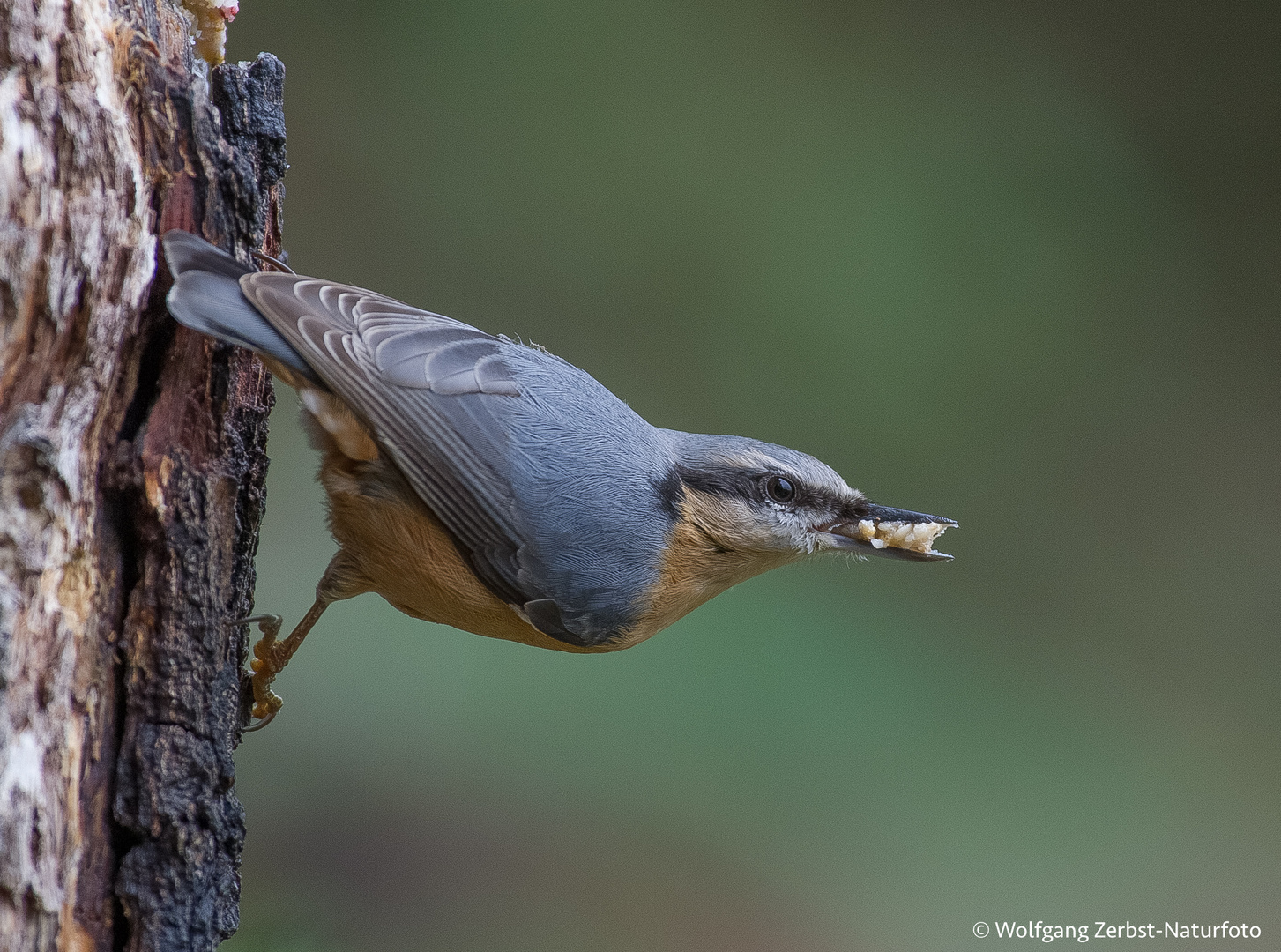 -- Kleiber--- Foto & Bild | fotos, natur, tiere Bilder auf fotocommunity