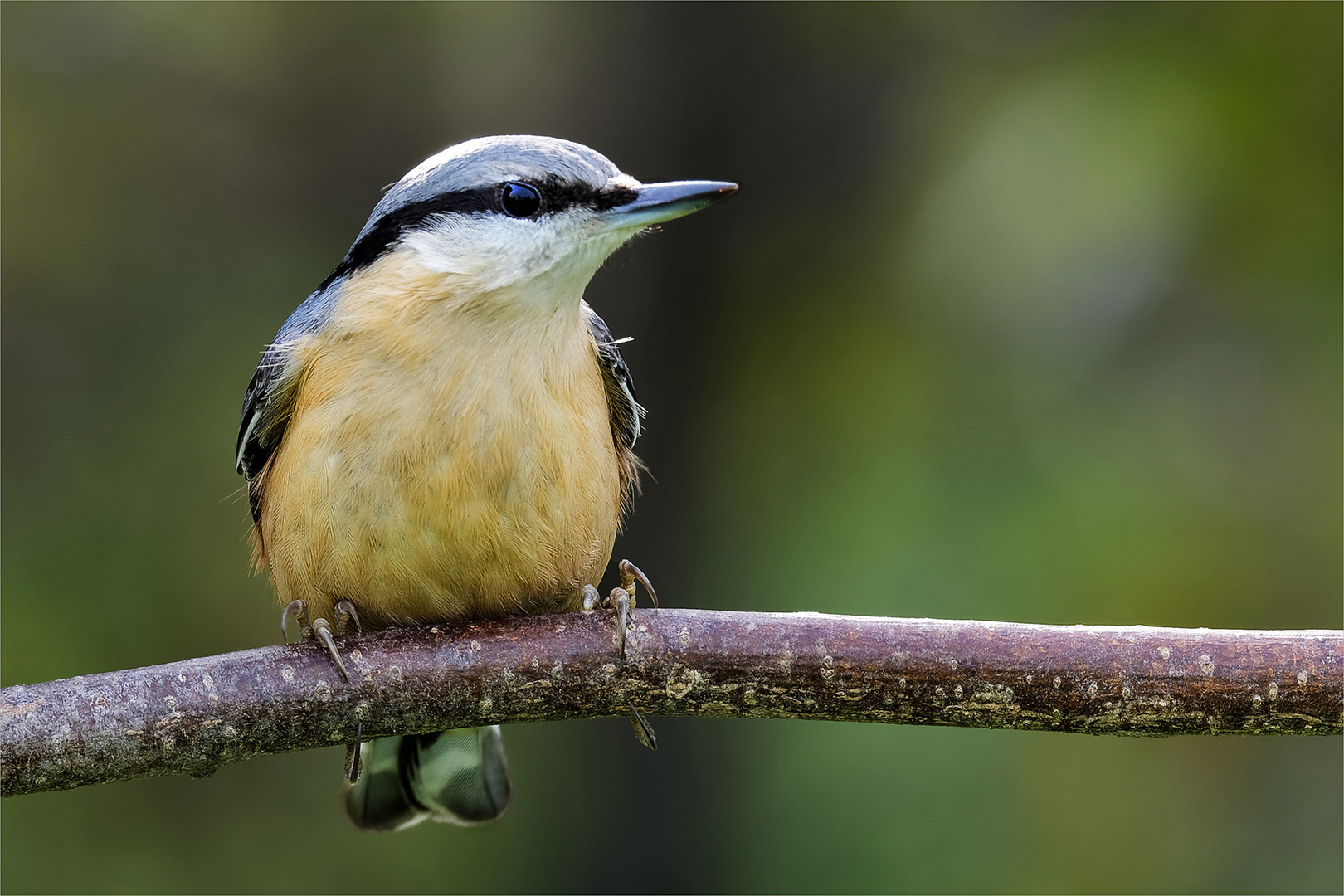 Kleiber Foto & Bild | natur Bilder auf fotocommunity