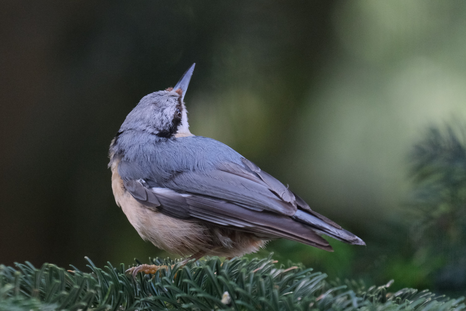 Kleiber Foto & Bild | natur, vogel, singvogel Bilder auf fotocommunity