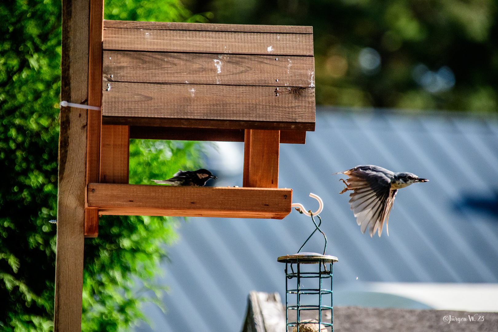 Kleiber Abflug & Meise