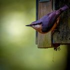 Kleiber am Abend im Wald