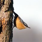 Kleiber am Apfelbaum