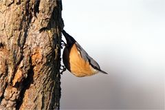 Kleiber am Apfelbaum