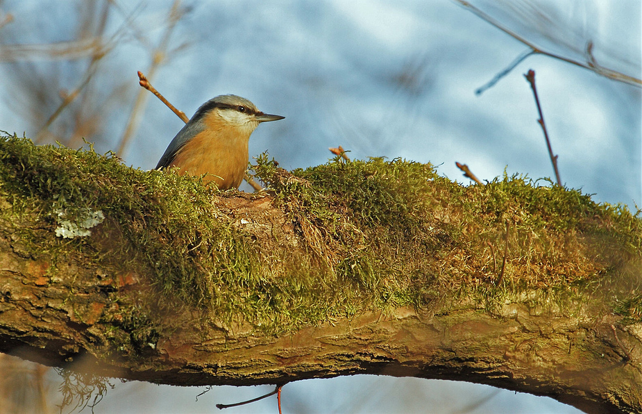 Kleiber am Ast in der Morgensonne