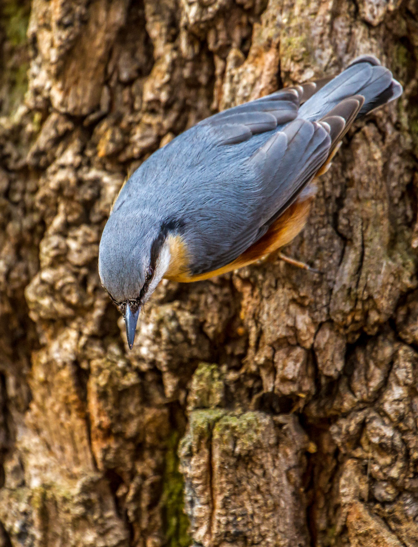 Kleiber am Baum