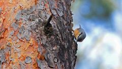 Kleiber am Baum