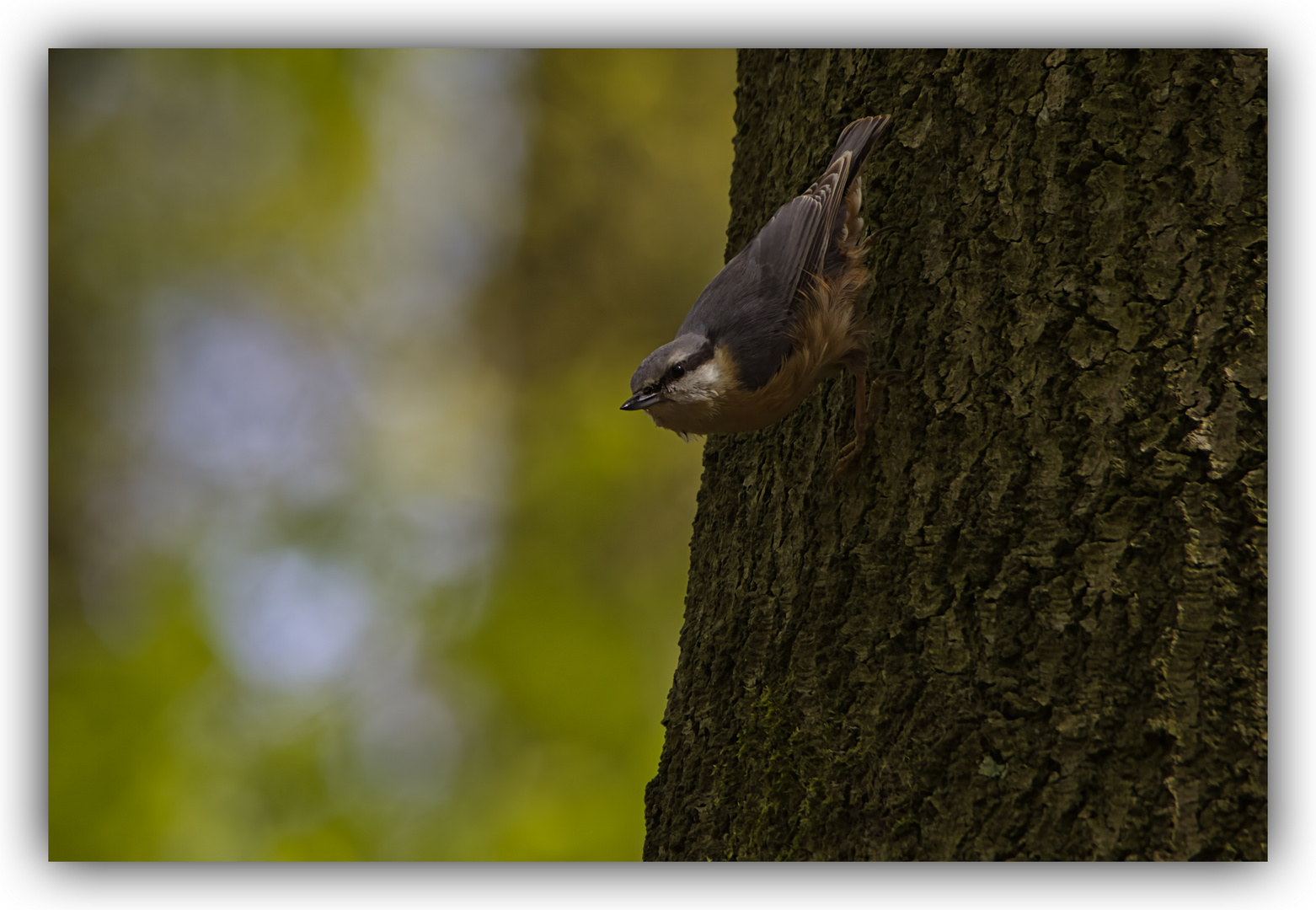 Kleiber am Baum