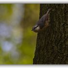 Kleiber am Baum