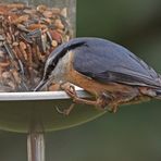 Kleiber am Buffet