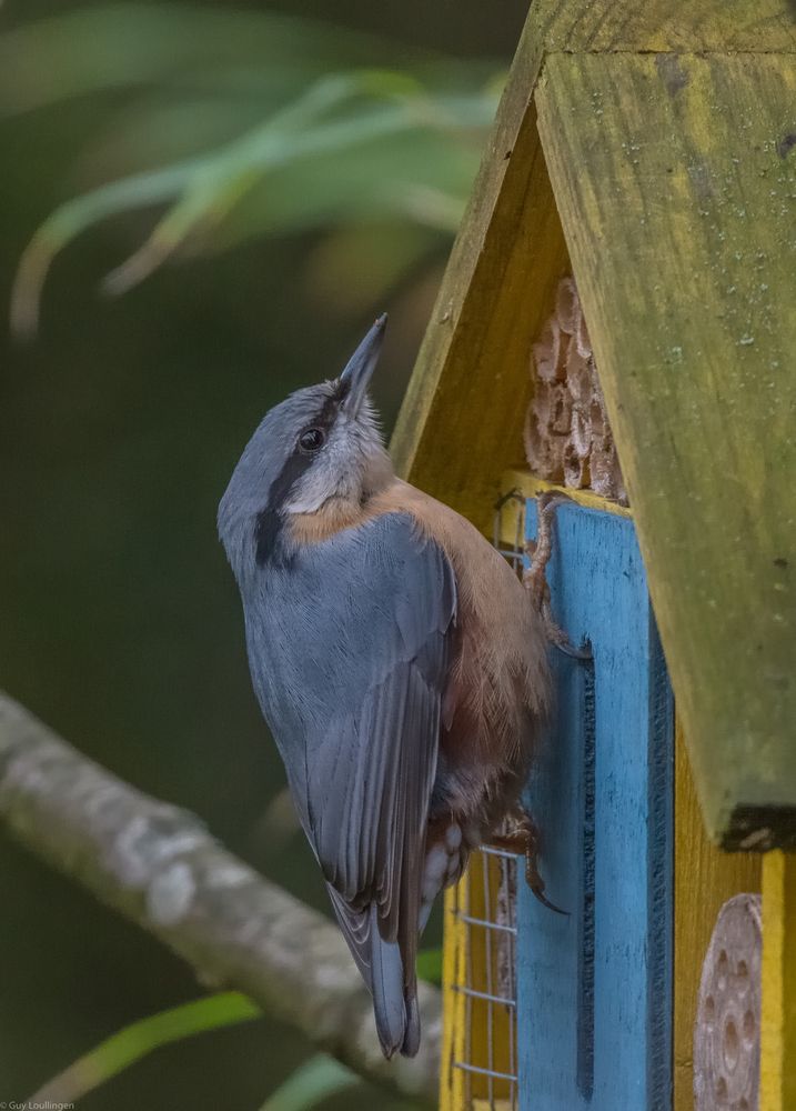 Kleiber am Insektenhotel