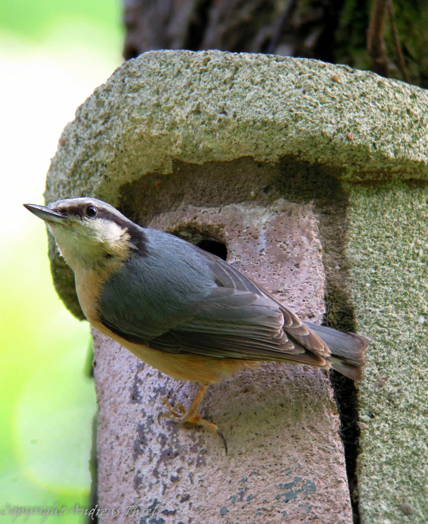 Kleiber am Nistkasten Foto & Bild | tiere, wildlife, wild lebende vögel
