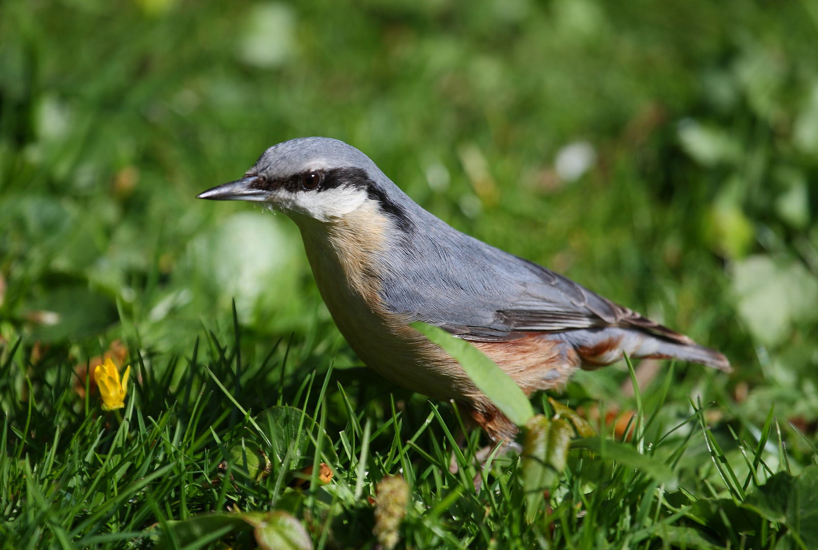 Kleiber am Ostersonntag