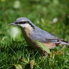 Kleiber am Ostersonntag