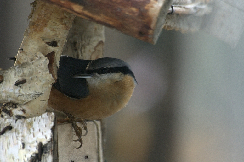 Kleiber am Vogelhaus